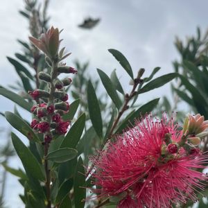 キンモクセイ,キンモクセイ,ブラシノキ,ブラシノキ,芝生の画像