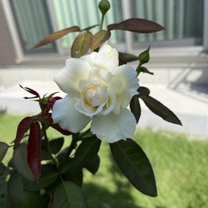 ボレロ,ナチュラルガーデン,ナチュラルスタイル,ばら バラ 薔薇,小さな庭の画像