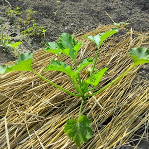 秋ズッキーニ,自家製野菜,栽培記録,農業女子,おうち園芸の画像