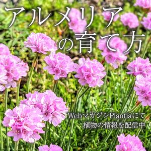 アルメリア,花壇,ガーデニング,花のある暮らし,植物のある暮らしの画像