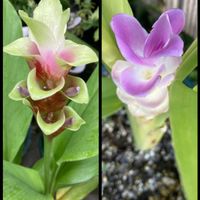 ウコン,クルクマ,ウコン (クルクマ),花のある暮らし,おうち園芸の画像