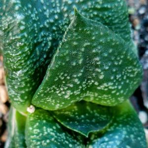 多肉植物　地植え,ガステリア属　臥牛,#多肉地植え,玄関アプローチの画像