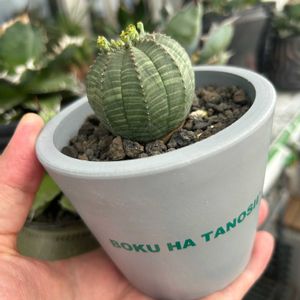 ユーフォルビア・オベサ,多肉植物,ユーフォルビア,塊根植物,植木鉢の画像