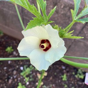 オクラの花,夏野菜,iPhone撮影,家庭菜園,庭の画像