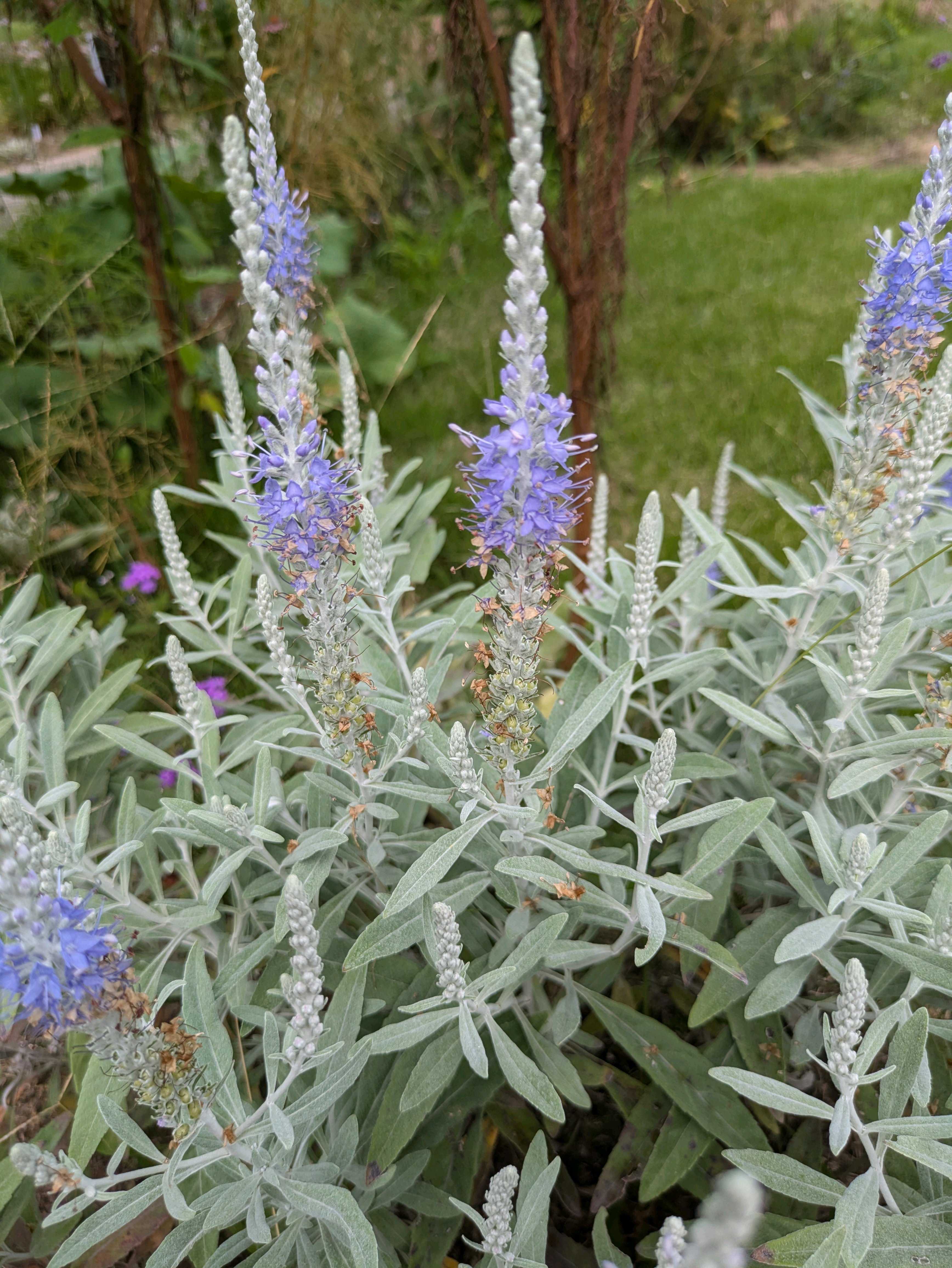 ご確認用　トウテイラン 楽天市場】トウテイラン ベロニカ・オルナータ 5号充実株 宿根草