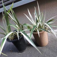 シャガ,多肉植物,観葉植物,葉挿し,リメ缶の画像