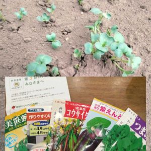 無農薬,無肥料,野菜遺産,野菜遺産プロジェクトの画像