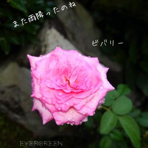 薔薇,ビバリー,バラ 鉢植え,庭の記録,ガーデニング初心者の画像