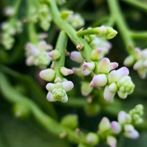 ツルムラサキ,季節の花,花のある暮らし,夏野菜,お野菜の画像