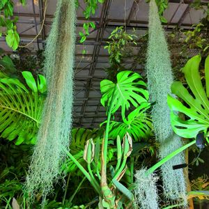 公園,観葉植物,温室,イベント,東京の画像