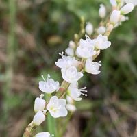 ホーリーバジル,ホーリーバジル,山椒,蓼の花,ショウガ(生姜)の画像