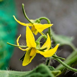 ミニトマト,ミニトマトの花,二度目の結実,プランター野菜,野菜の花の画像