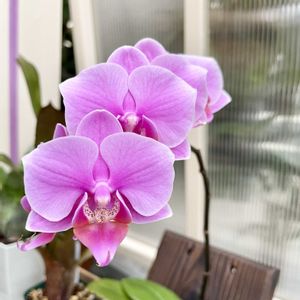 胡蝶蘭,Phalaenopsis *•*,ど根性胡蝶蘭‼︎,われら17年組の画像