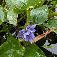 コナギ,ヒレタゴボウ,ミズアオイ,山野草,水色の花の画像