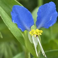 ツユクサ,ウサギツユクサ,山野草,ツユクサ科,里山の画像