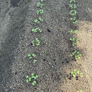 宮重大根,花が好き,無農薬❤家庭菜園,野菜が好き,アサヒ農園の画像