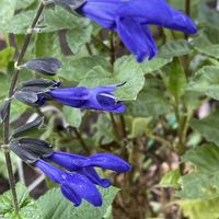 シュウメイギク,メドーセージ,サンビタリア,紫の花,花のある暮らしの画像