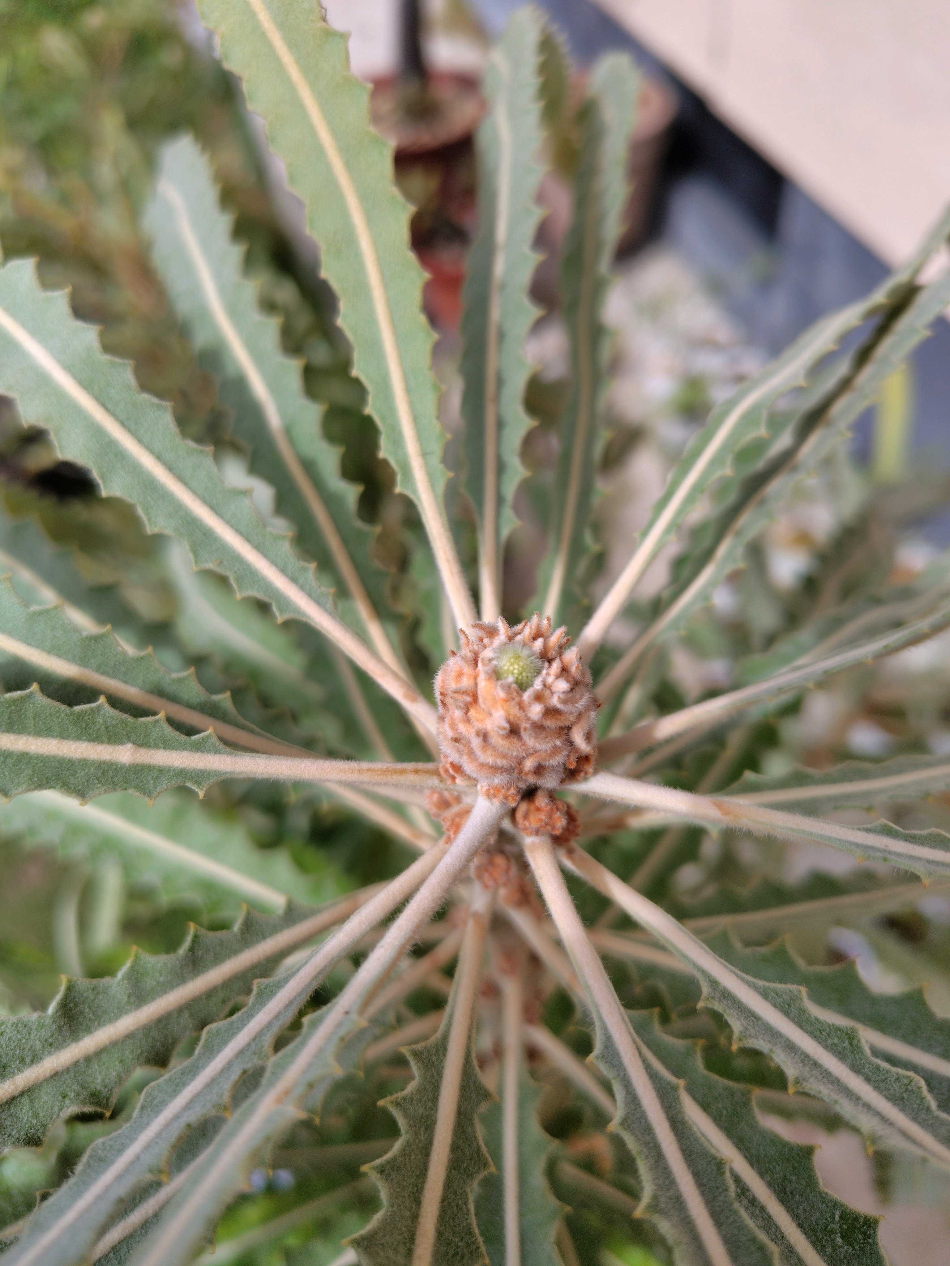 幹太！美樹形！　バンクシア プリオノテス 5号 幹太！美樹形！ バンクシア プリオノテス 5号 - メルカリ