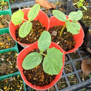 地這きゅうり,自家製野菜,栽培記録,農業女子,おうち園芸の画像