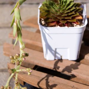 センペルビウム 岩レンゲ,多肉植物,花芽,つぼみ,グラデーションの画像