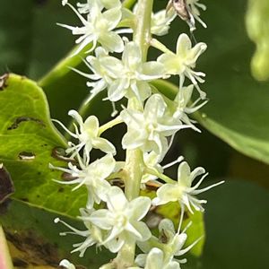 オカワカメ,多年草,つる性,夏野菜,お散歩中の画像