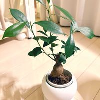 ガジュマル,ガジュマル,観葉植物,初心者の画像