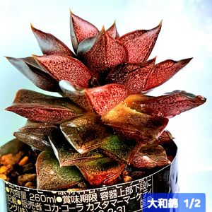 大和錦,エケベリア 大和錦,ダイソー,植物男子ベランダー,エケベリア好きの画像