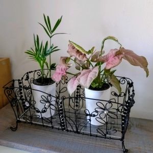 ミニ観葉植物,シンゴニウムネオン,チャメドレアエレガンス,手作り,花のある暮らしの画像