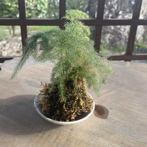 アスパラガス・プルモーサス・ナナス,アスパラガス,観葉植物,苔玉の画像