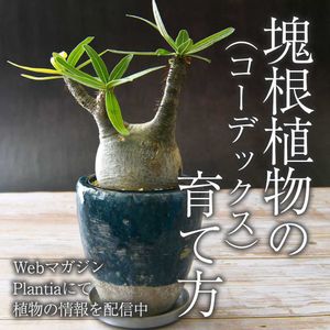 観葉植物,塊根植物,ガーデニング,コーデックス,緑のある暮らしの画像