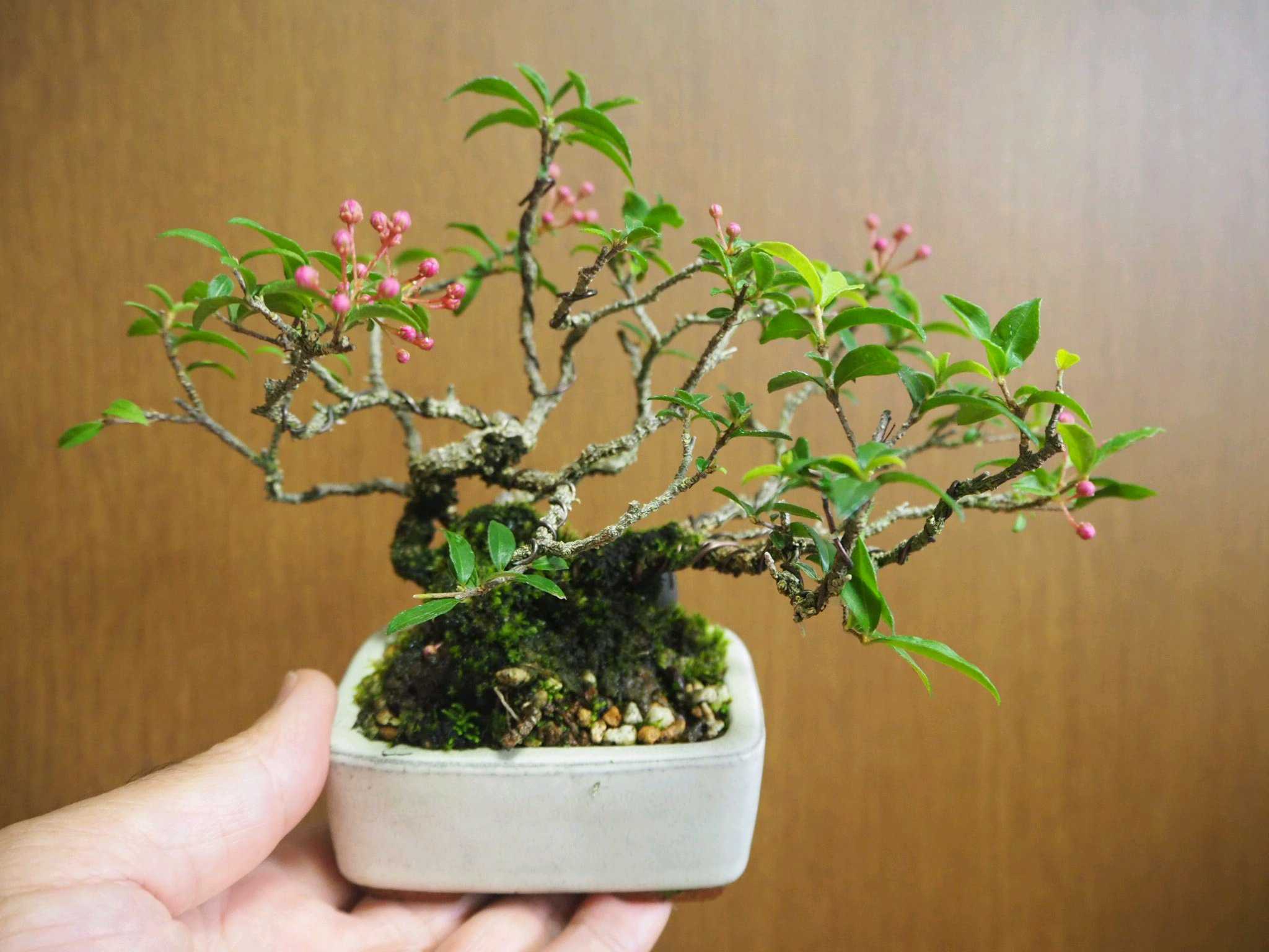 台湾姫桜桃の一覧|🍀GreenSnap(グリーンスナップ) 台湾姫桜桃の一覧|🍀GreenSnap(グリーンスナップ)