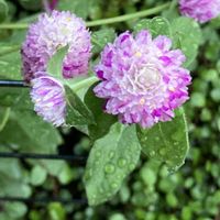 センニチコウ,野いちご,レッドロビン,花のある暮らし,おうち園芸の画像