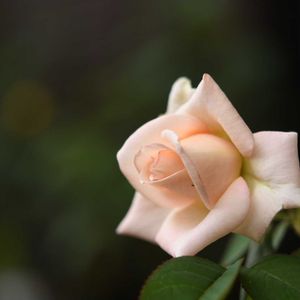 バニラパフューム,バラ 鉢植え,花のある暮らし,植中毒,岩手県の画像