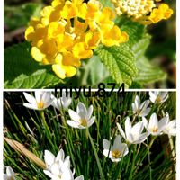 タマスダレ,ランタナ,ワタ,里芋,菊芋の画像