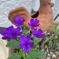 バーベナ,バーベナ,宿根バーベナ,花のある暮らし,小さな幸せ♡の画像