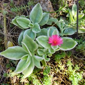 シュウメイギク（秋明菊）,雑貨小物,多肉植物　地植え,雑貨好き♡,ベビーサンローズ♡の画像