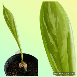 アグラオネマ・カーティシー,観葉植物,リビングの画像