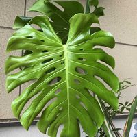 モンステラ,観葉植物,100均観葉植物,ダイソー観葉植物,モンちゃんの画像