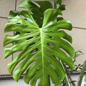 モンステラ,観葉植物,100均観葉植物,ダイソー観葉植物,モンちゃんの画像