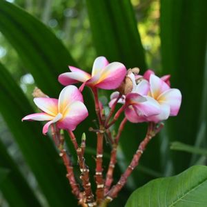 プルメリア,プルメリア,プルメリア,温室,今日のお花の画像