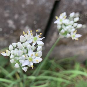 ニラ,にらの花,にら,地植え,ガーデニングの画像