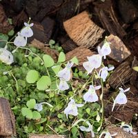 ウサギゴケ,咲くやこの花館,懲りない私,花いろいろ,お出かけ先の画像