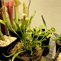 ハエトリソウ,食虫植物,サラセニアの画像