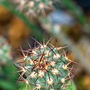 フェロカクタス 江守,竜爪丸,ブリトゲシー,サボテンの花,フェロカクタス属の画像