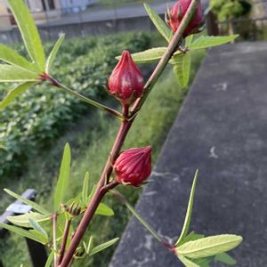 ローゼル,ドライフラワー,観賞用,花のある暮らし,花いろいろの画像