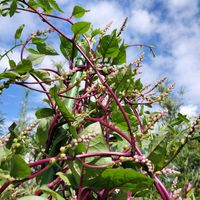 ツルムラサキ,ツルムラサキ,自然農,野菜遺産,野菜遺産プロジェクトの画像