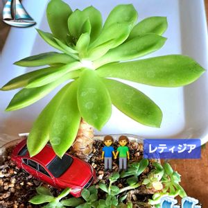 レテティジア,ダイソー,植物男子ベランダー,エケベリア好き,ベランダの画像