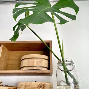 モンステラ,観葉植物,水耕栽培,水差し♪の画像