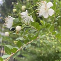 ギンバイカ,ギンバイカ(マートル),小山田桜台バス通り,〇〇桜台お散歩の画像