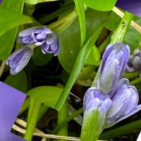 コナギ,ミズアオイ,水生植物,青い花マニア,美しく青きドヨウの画像